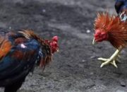 Menakar Ketegasan Kapolres Nganjuk: Praktik Sabung Ayam di Ngronggot dan Prambon Tantang Implementasi KUHP Baru