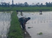 Dukung Ketahanan Pangan Nasional, Serda Dedy Awang Dampingi Penanaman Padi Milik Bapak Sumino