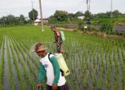 Bantu Perawatan Tanaman Padi, Babinsa Kelurahan Satrean Dampingi Poktan Kembang Kuning
