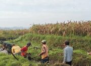 Optimalkan Pasokan Air Sawah, Babinsa Turun Tangan Bersihkan Saluran Irigasi