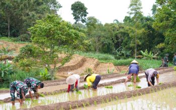 Satgas TMMD Ke 127 Bersama Warga Laksanakan Penanaman Padi Dukung Ketahanan Pangan Di Desa Krisik