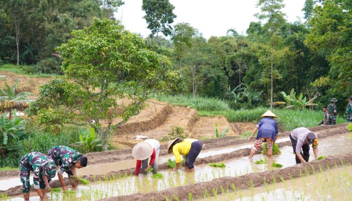 Satgas TMMD Ke 127 Bersama Warga Laksanakan Penanaman Padi Dukung Ketahanan Pangan Di Desa Krisik