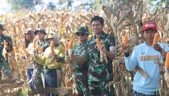 Panen Raya Jagung Warnai TMMD ke-127 di Desa Gadungan Kediri