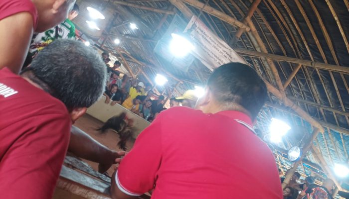 Sambit-Sukorejo Jadi Sarang Perjudian Sabung Ayam, Pihak Kepolisian Diam Diri