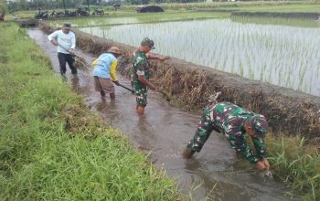 Sinergi Babinsa Dan Masyarakat Desa Pojok Bersihkan Irigasi Demi Pertanian Lancar