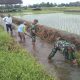 Sinergi Babinsa Dan Masyarakat Desa Pojok Bersihkan Irigasi Demi Pertanian Lancar