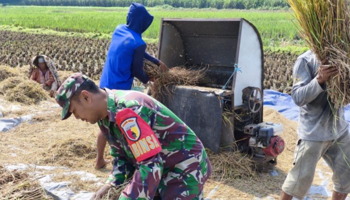 Wujud Nyata Babinsa Kaliboto Bersama Petani Laksanakan Panen Padi, Dukung Ketahanan Pangan Desa