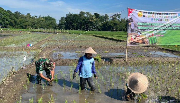 Ikuti Tanam Padi Serentak Se-Jatim, Babinsa Butun Bersama Forkopimda Perkuat Swasembada Pangan