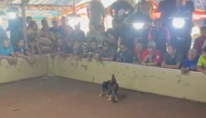 Aktivis Jatim Ingatkan Polres Ponorogo: Jangan Pernah Mernormalisasi Sabung Ayam di Dua Lokasi Dugaan Aktivitas