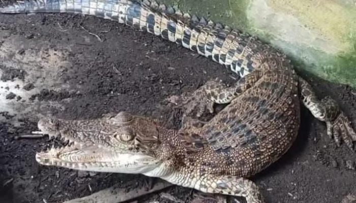 Warga Deyeng Ringinrejo Geger, Seekor Buaya Ditemukan di Selokan Pemukiman