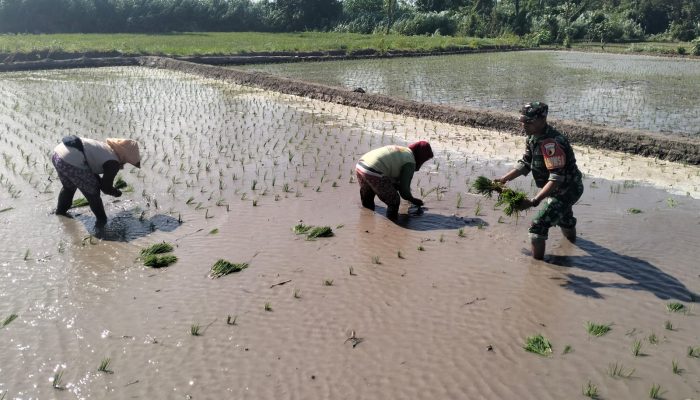 Wujud Ketahanan Pangan, Babinsa Rembang Dampingi Petani Tanam Padi Di Sananwetan