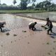 Wujud Ketahanan Pangan, Babinsa Rembang Dampingi Petani Tanam Padi Di Sananwetan