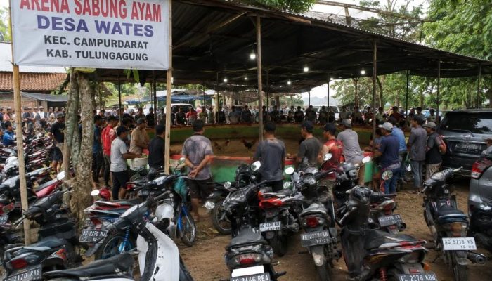 Belum Ada Tindakan Tegas, Pengelola Sabung Ayam Wates Campurdarat Diduga Tantang Wartawan