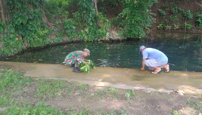 Jaga Kelestarian Alam, Babinsa Jambewangi Dan Warga Bersinergi Bersihkan Sumber Air Serta Tanam Pohon