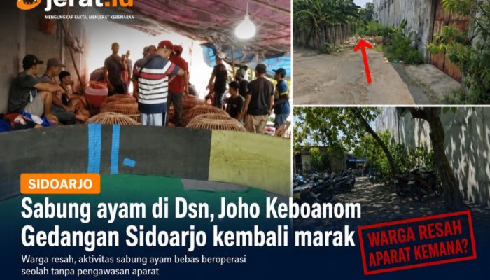 Sabung Ayam di Dsn Joho Keboanom Gedangan Sidoarjo Kembali Marak, Warga Resah