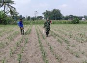 Babinsa Kandangan Dampingi Petani Lakukan Penyemprotan POC Untuk Tingkatkan Pertumbuhan Jagung