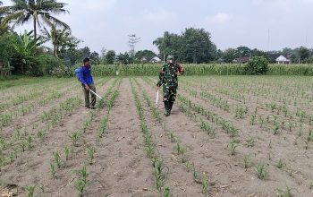 Babinsa Kandangan Dampingi Petani Lakukan Penyemprotan POC Untuk Tingkatkan Pertumbuhan Jagung