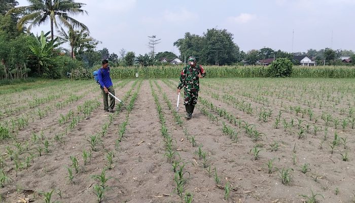 Babinsa Kandangan Dampingi Petani Lakukan Penyemprotan POC Untuk Tingkatkan Pertumbuhan Jagung