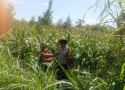 Bhabinkamtibmas Campurejo Turun ke Sawah, Dukung Ketahanan Pangan dan Serap Aspirasi Petani Jagung