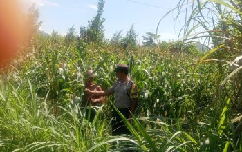 Bhabinkamtibmas Campurejo Turun ke Sawah, Dukung Ketahanan Pangan dan Serap Aspirasi Petani Jagung