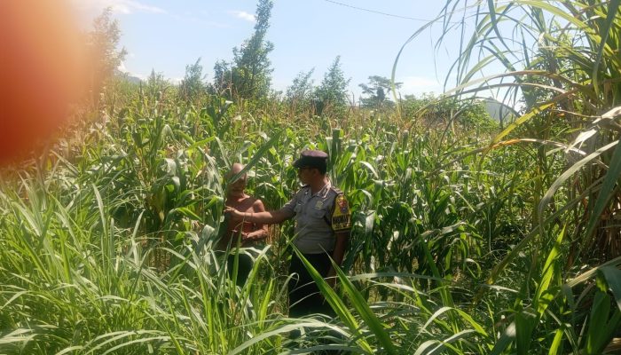 Bhabinkamtibmas Campurejo Turun ke Sawah, Dukung Ketahanan Pangan dan Serap Aspirasi Petani Jagung