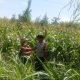 Bhabinkamtibmas Campurejo Turun ke Sawah, Dukung Ketahanan Pangan dan Serap Aspirasi Petani Jagung