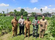 Sinergi 3 Pilar Desa Pagung Laksanakan Pengecekan Tanaman Jagung Dukung Ketahanan Pangan 17 IMG 20260526 WA0040