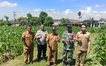 Sinergi 3 Pilar Desa Pagung Laksanakan Pengecekan Tanaman Jagung Dukung Ketahanan Pangan 11 IMG 20260526 WA0040