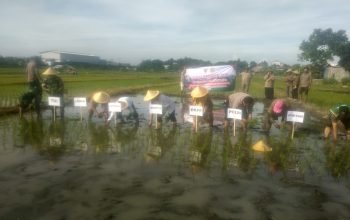 Polri Hadir di Tengah Petani, Percepatan Tanam di Kaliombo Perkuat Ketahanan Pangan