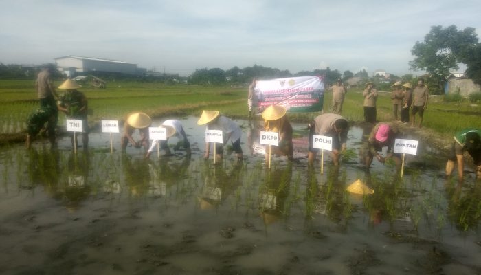 Polri Hadir di Tengah Petani, Percepatan Tanam di Kaliombo Perkuat Ketahanan Pangan