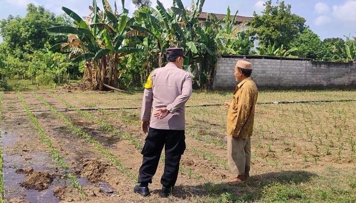 Polisi Sahabat Petani, BKTM Desa Bulu Aktif Dampingi Ketahanan Pangan