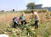 Hasil Nyata Pendampingan Bhabinkamtibmas, Petani Singonegaran Sukses Panen 5 Ton Jagung