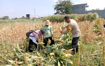 Hasil Nyata Pendampingan Bhabinkamtibmas, Petani Singonegaran Sukses Panen 5 Ton Jagung