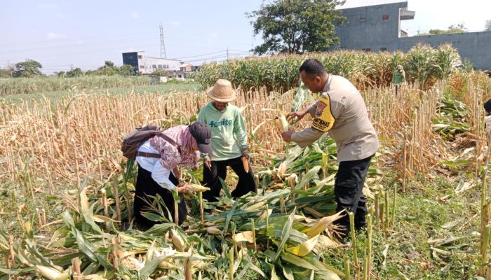 Hasil Nyata Pendampingan Bhabinkamtibmas, Petani Singonegaran Sukses Panen 5 Ton Jagung
