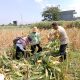 Hasil Nyata Pendampingan Bhabinkamtibmas, Petani Singonegaran Sukses Panen 5 Ton Jagung