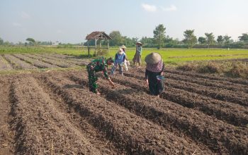 Wujudkan Ketahanan Pangan, Babinsa Pikatan Turun Ke Sawah Dampingi Petani Tanam Jagung