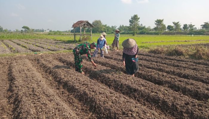 Wujudkan Ketahanan Pangan, Babinsa Pikatan Turun Ke Sawah Dampingi Petani Tanam Jagung