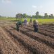 Wujudkan Ketahanan Pangan, Babinsa Pikatan Turun Ke Sawah Dampingi Petani Tanam Jagung