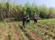 Menuju Panen Agustus, Bhabinkamtibmas Dermo Pantau Perkembangan Jagung Milik Warga 10 IMG 20260610 WA0049