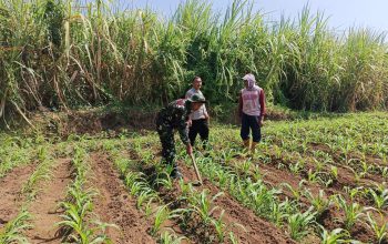 Menuju Panen Agustus, Bhabinkamtibmas Dermo Pantau Perkembangan Jagung Milik Warga 4 IMG 20260610 WA0049