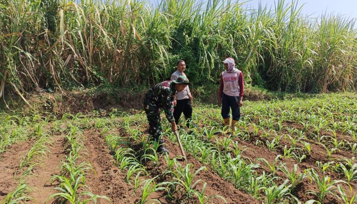 Menuju Panen Agustus, Bhabinkamtibmas Dermo Pantau Perkembangan Jagung Milik Warga