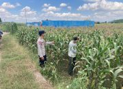 Bhabinkamtibmas Desa Boro Brigadir M. VICKY NORNANDA, S.H. Melaksanakan Monitoring Penanaman Jagung di Desa Binaan. 9 IMG 20260611 WA0046