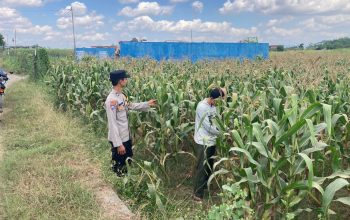 Bhabinkamtibmas Desa Boro Brigadir M. VICKY NORNANDA, S.H. Melaksanakan Monitoring Penanaman Jagung di Desa Binaan. 3 IMG 20260611 WA0046