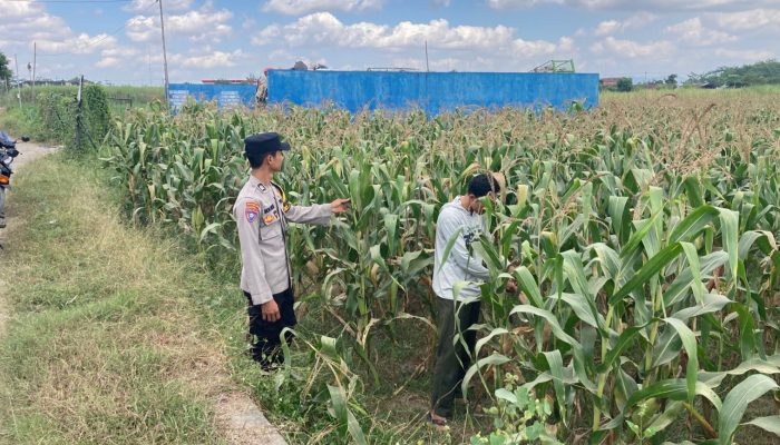 Bhabinkamtibmas Desa Boro Brigadir M. VICKY NORNANDA, S.H. Melaksanakan Monitoring Penanaman Jagung di Desa Binaan.