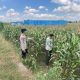 IMG 20260611 WA0046