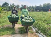 Pemanfaatan Lahan Kompi Produksi Kodim 0808/Blitar di Srengat Sukses Panen 10 Ton Semangka 9 IMG 20260614 WA0068