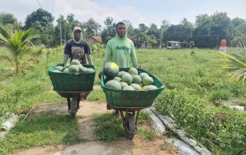 Pemanfaatan Lahan Kompi Produksi Kodim 0808/Blitar di Srengat Sukses Panen 10 Ton Semangka 3 IMG 20260614 WA0068