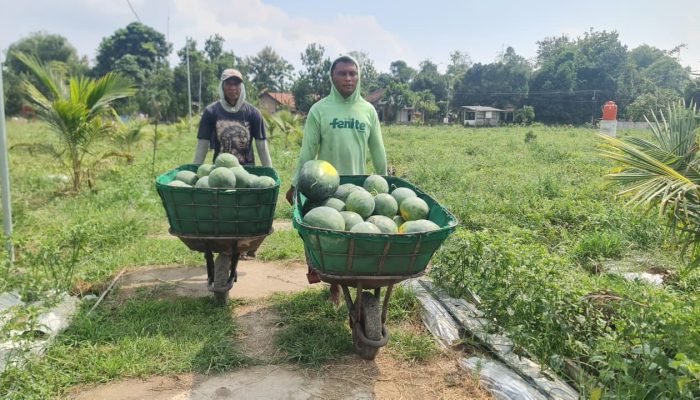 Pemanfaatan Lahan Kompi Produksi Kodim 0808/Blitar di Srengat Sukses Panen 10 Ton Semangka
