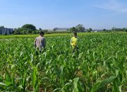 Panen Berkualitas dan Terserap Bulog, Bhabinkamtibmas Datengan Beri Edukasi Petani Jagung 10 IMG 20260614 WA0149