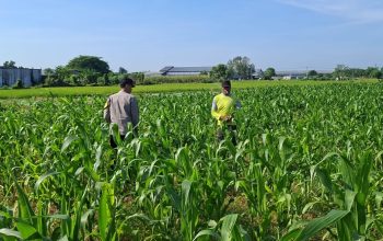 Panen Berkualitas dan Terserap Bulog, Bhabinkamtibmas Datengan Beri Edukasi Petani Jagung 4 IMG 20260614 WA0149